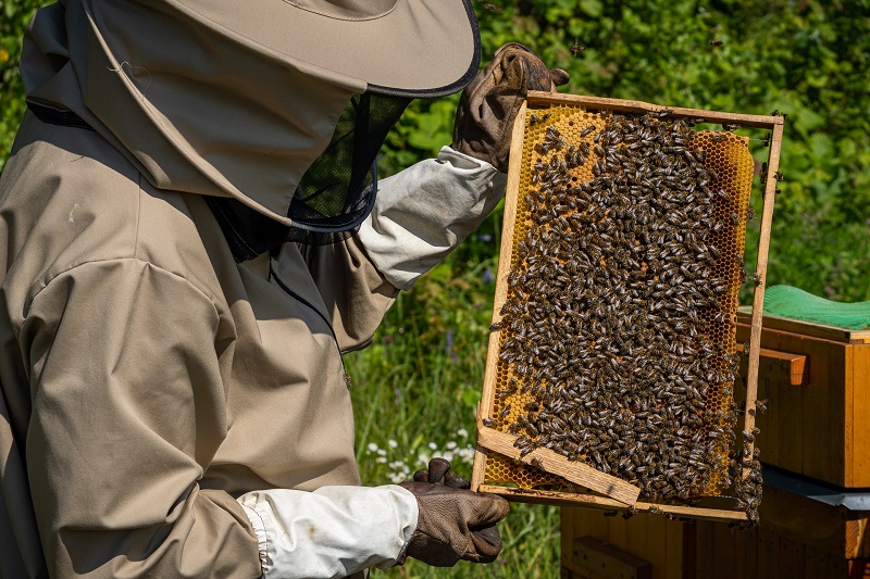 Ekopol v akcii. Ekologické liečivá môžu zvýšiť náklady na úľ. 