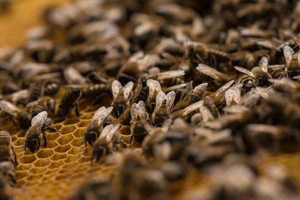 Lenivé včely by ste netolerovali, prečo potom tolerovať lenivých kolegov? 