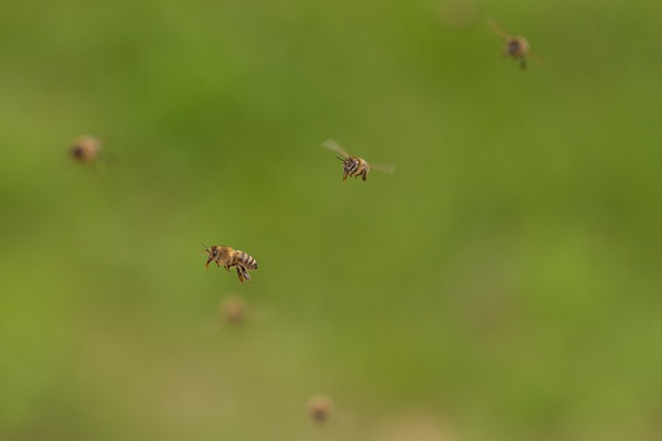 Aj podľa letu včiel sa dá veľa zistiť. 
