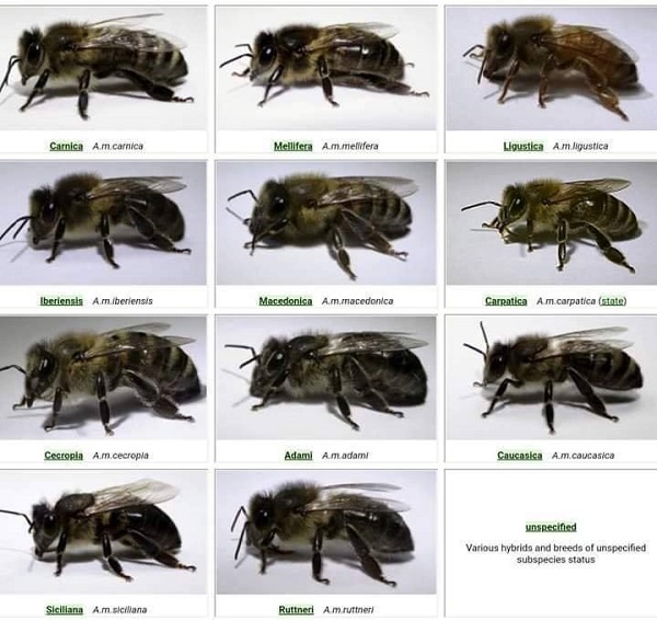 Včela medonosná má viacero plemien. U nás sa chová Kraňka, tá má ešte svoje línie. 