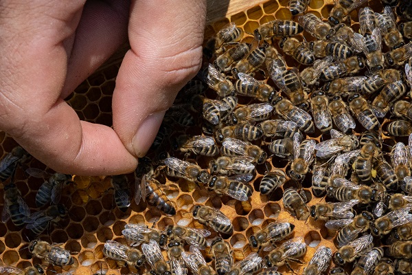 Medár - pojem, ktorý istý čas na internete používali ako nadávku včelárom, ktorým údajne šlo len o med a zisk, nie o včely. 