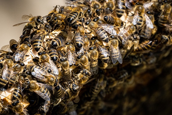Včely na rámiku.