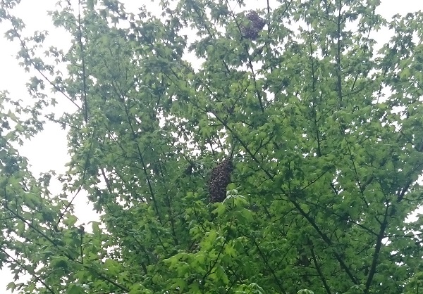 Niektoré roje môže byť naozaj problém zbadať, obzvlášť pri umiestnení vysoko v korune stromu. Ak sú ešte nebodaj malé, je to veľmi ťažké. A dostať sa k nim mnoho krát aj nemožné.