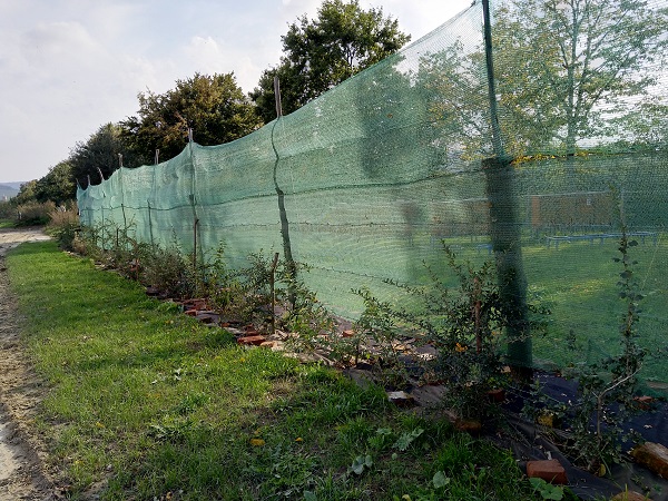 K plotu môžete zasadiť včelárske rastliny a vytvoriť živý včelársky a dokonca jedlý plot. 