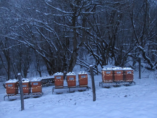 Najväčšiu hodnotu má včelstvo po zime. Vtedy je aj najväčší dopyt. 