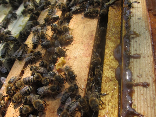 Včela má aj externú imunitu - v propolise.