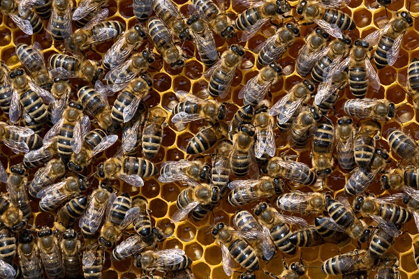 Škoda, že sa včely nevedia oceniť samé, len pracujú a pracujú až sa upracujú k smrti.