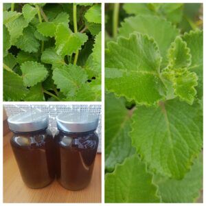 Nádchovníkový medový sirup