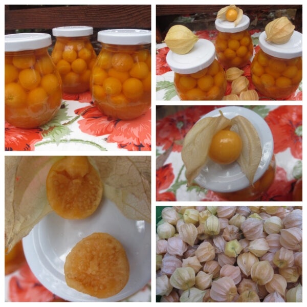 Physalis v mede – mochyňa, židovská čerešňa, machovka, andská bobuľa, inkská slivka