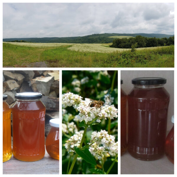 Pohánkový (tatarkový) med